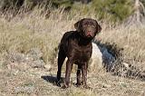 LABRADOR 620